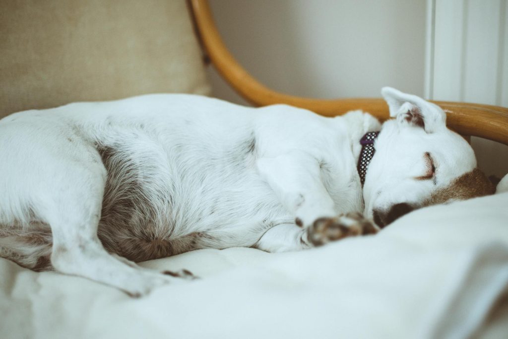 Short-coated White Dog on Fabric Sofa - pet proofing your apartment furniture