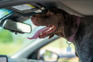 dog panting is a car - pet summer safety