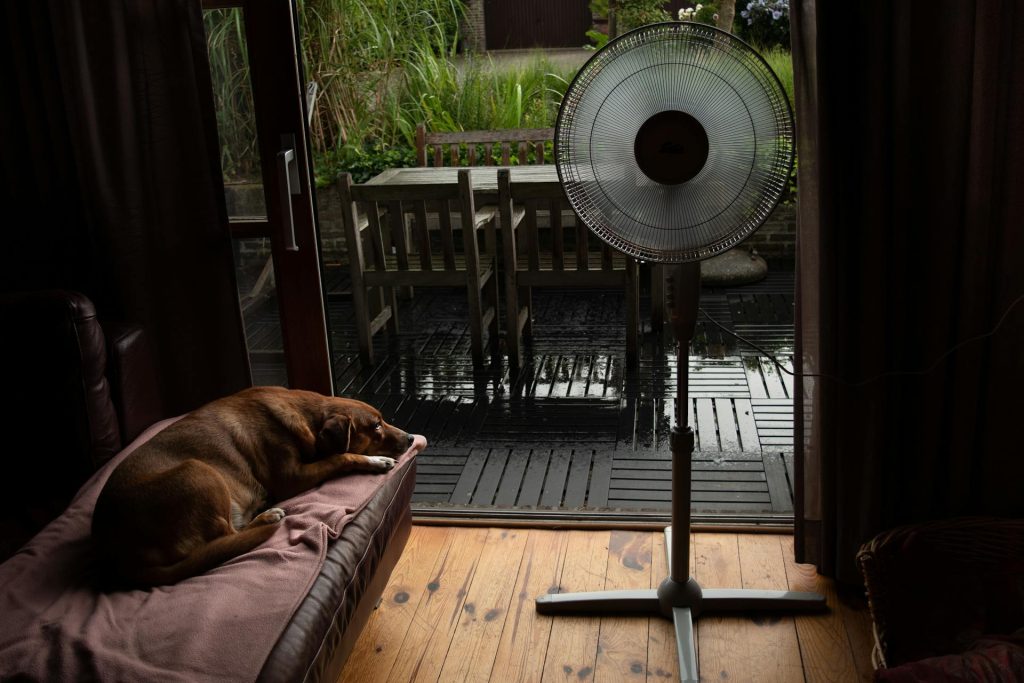Brown Short Coated Dog Lying on Brown Wooden Floor - keep pets cool in a small apartment