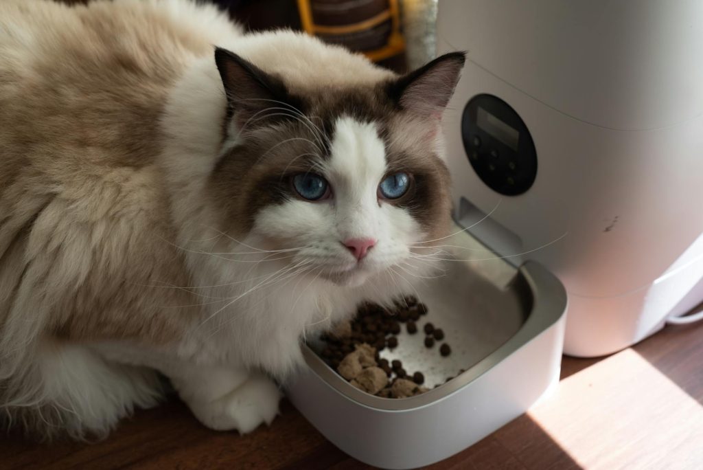 cat eating out of a automatic feeder - pet gadgets for apartment owners