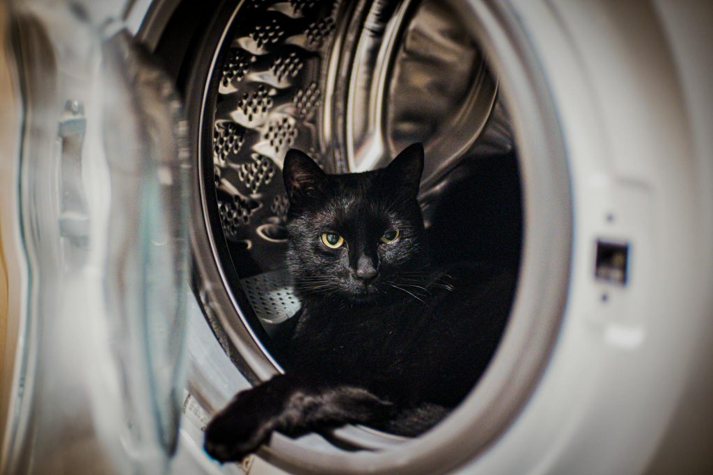 cat in a washing machine - pet safe cleaning tips