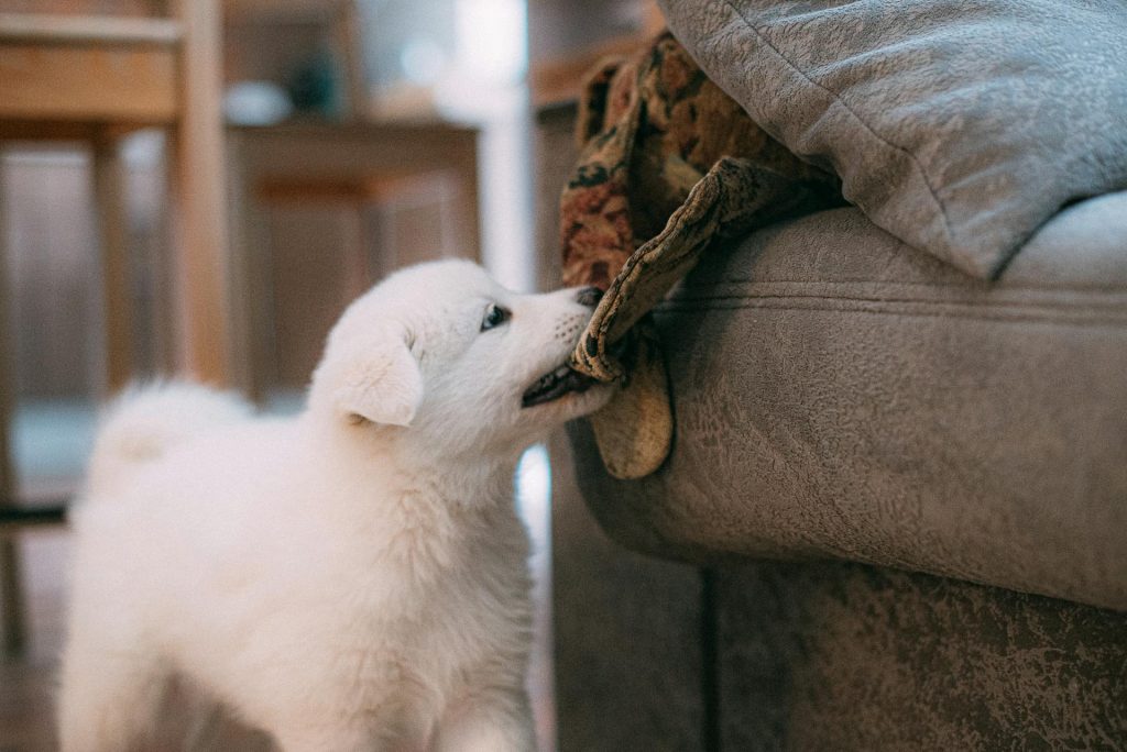 A Puppy Biting a Fabric - stop pets from chewing furniture