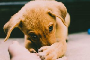 a puppy being trained - puppy training in apartments