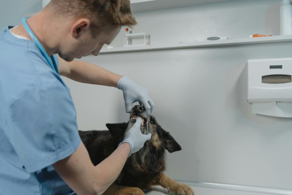 A Veterinarian Checking a Dog - budget pet dental care