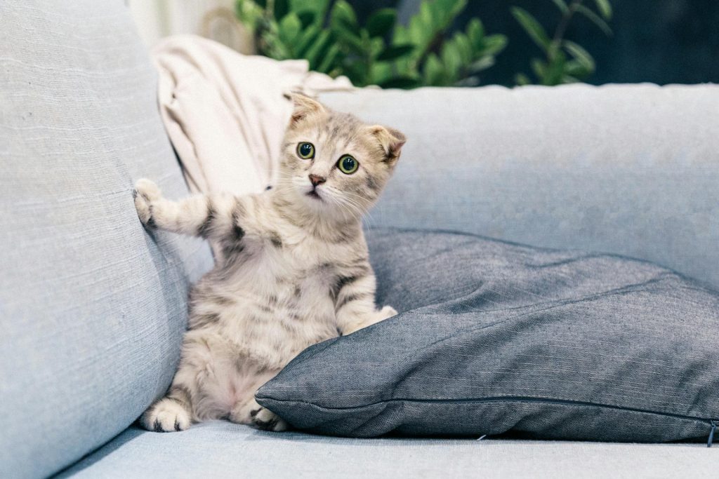 Cute Tabby Kitten on a Sofa - reduce pet odors in a small apartment