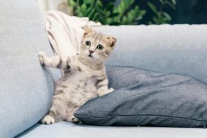 Cute Tabby Kitten on a Sofa - reduce pet odors in a small apartment