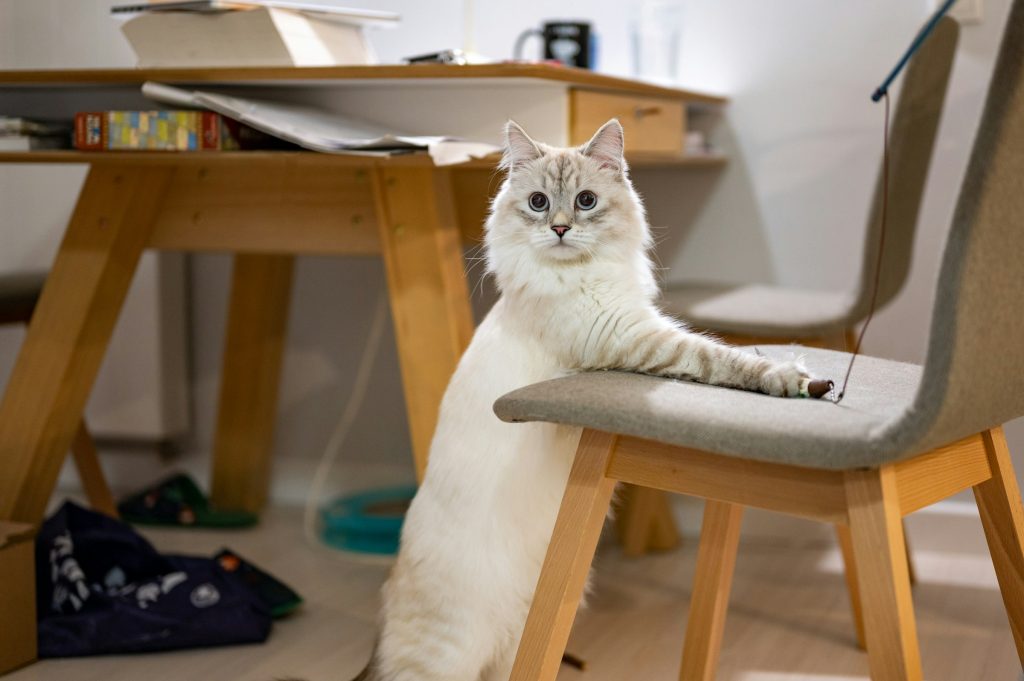 cat playing with toy - cat enrichment ideas