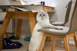 cat playing with toy - cat enrichment ideas