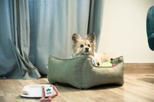 a dog lying in a dog bed