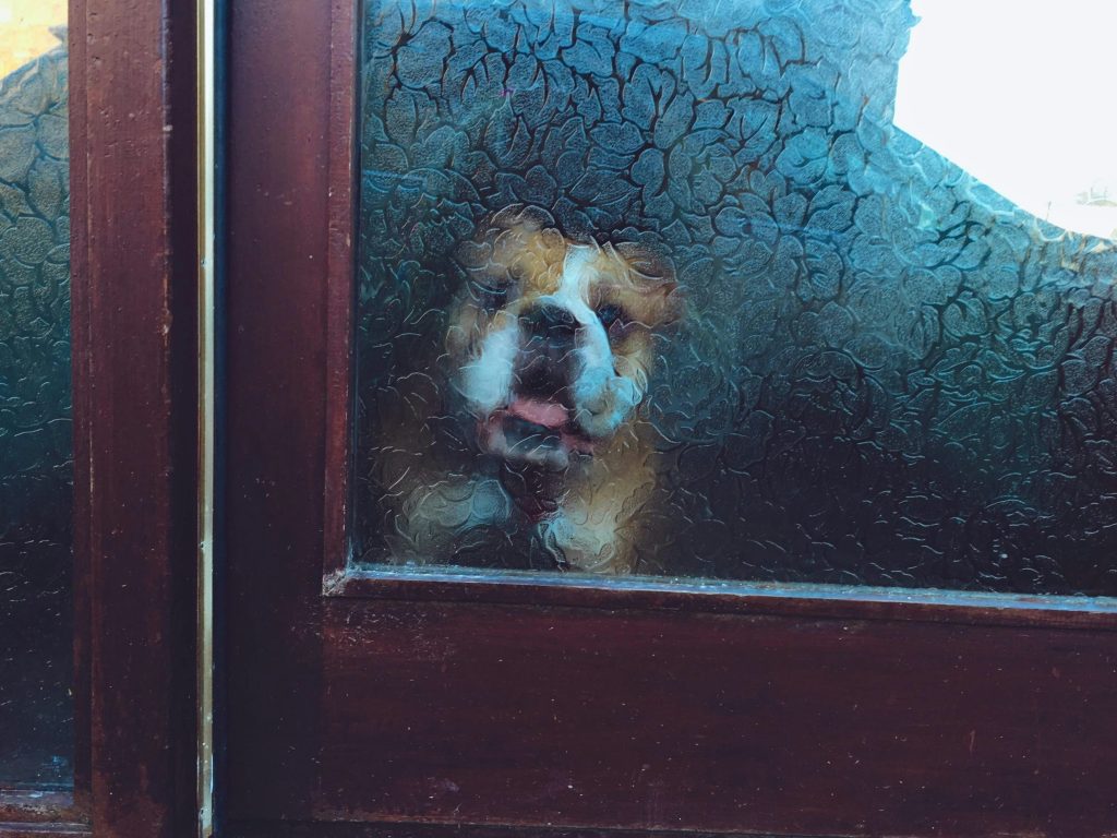 Small dog looking out of window on a rainy day