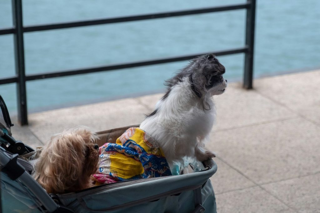 two elderly dogs in a stroller