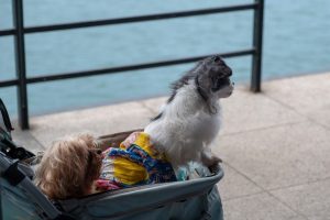 two elderly dogs in a stroller