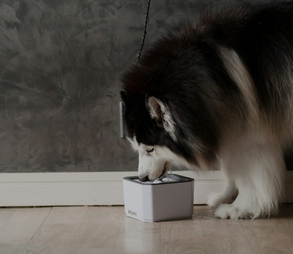a husky drinking out of a water bowl