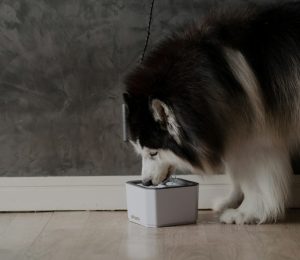 a husky drinking out of a water bowl