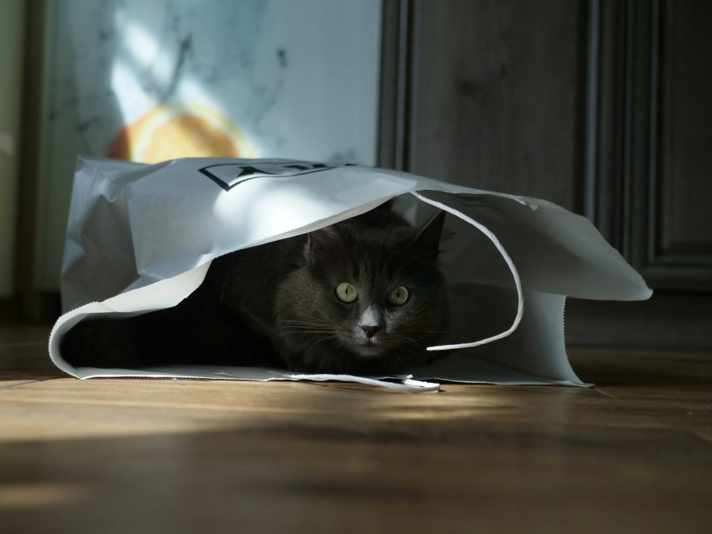 black cat inside a white paper bag - pet budgeting tips