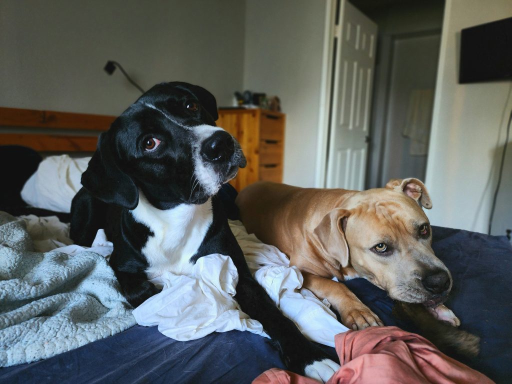 two dogs lying on a bed