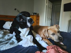 two dogs lying on a bed