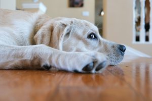 dog laying on a wooden floor - pet odor control in apartments