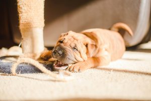 puppy chewing on toy