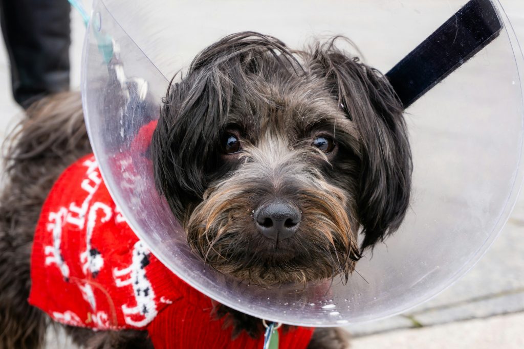 dog in a E-collar - choosing pet insurance