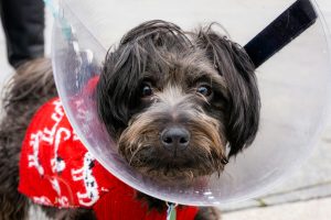 dog in a E-collar - choosing pet insurance