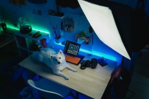 a dog laying on a work desk