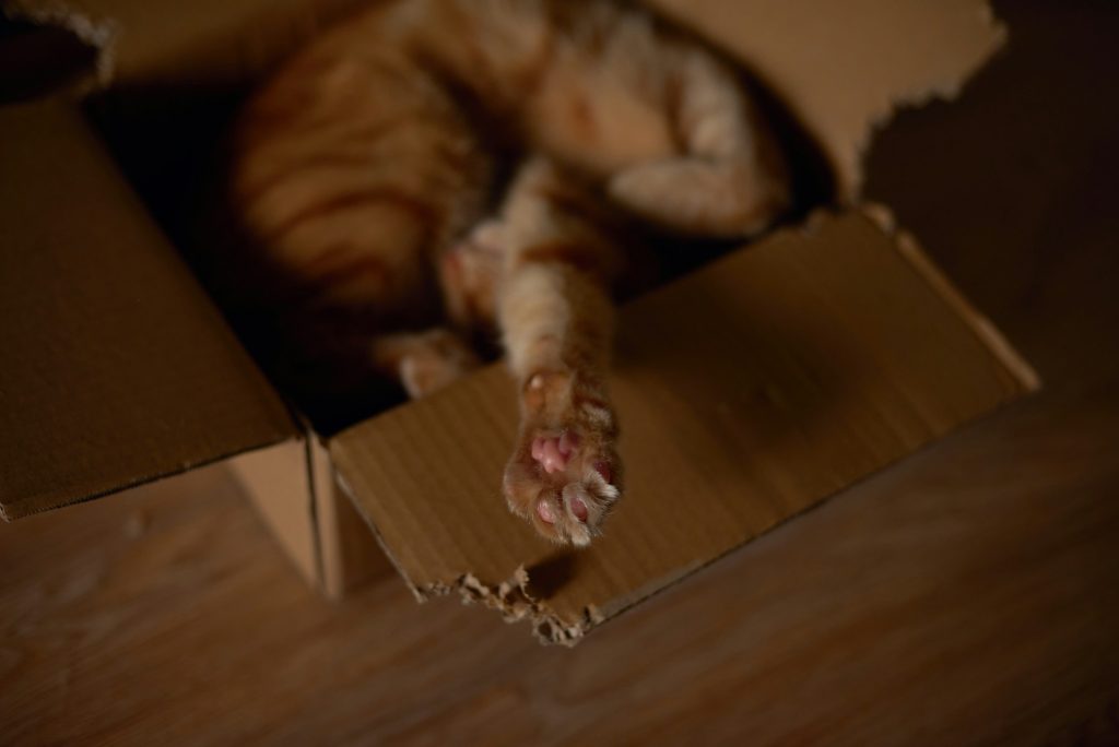 a cat in a cardboard box