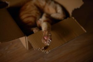 a cat in a cardboard box