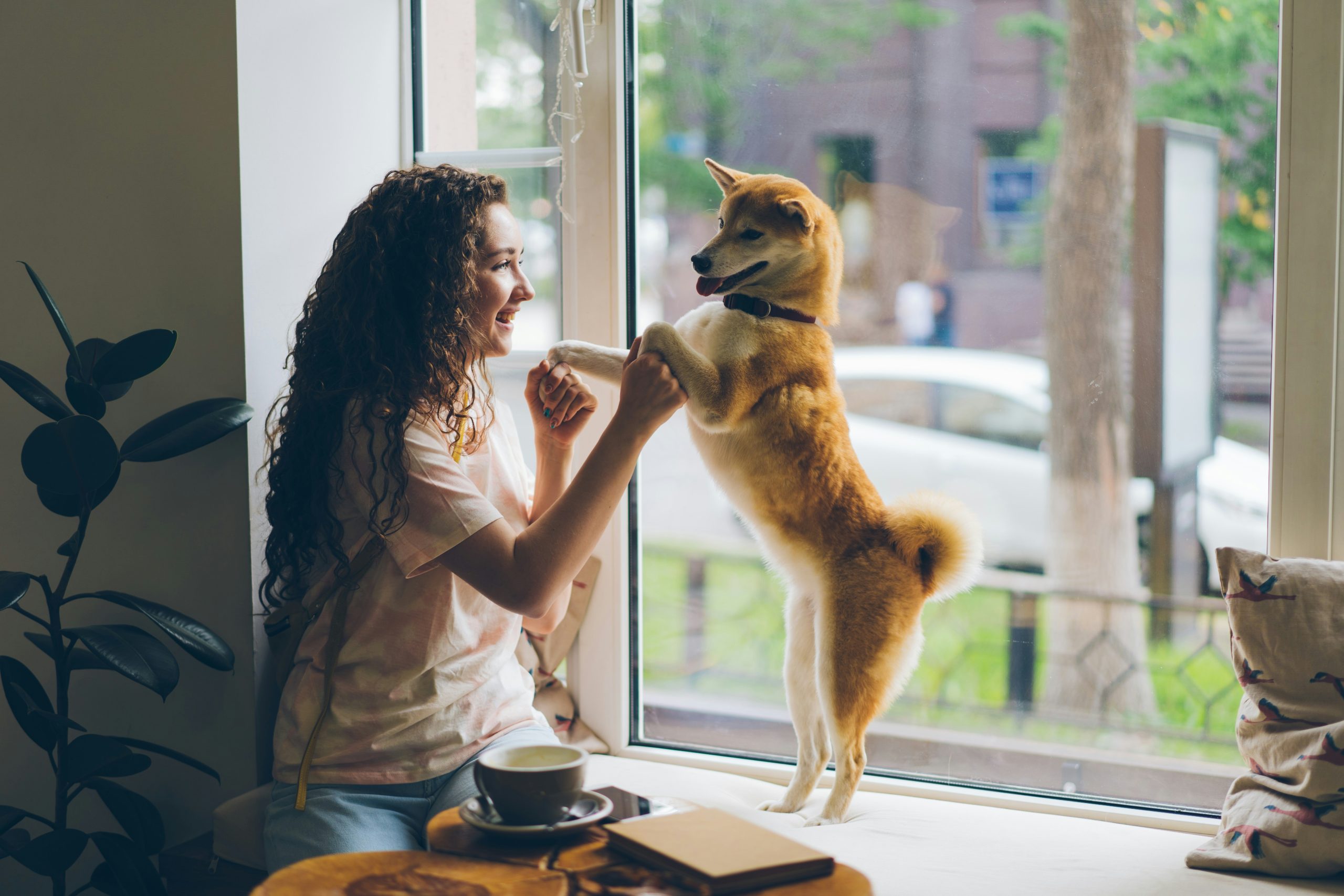 a dog and owner playing