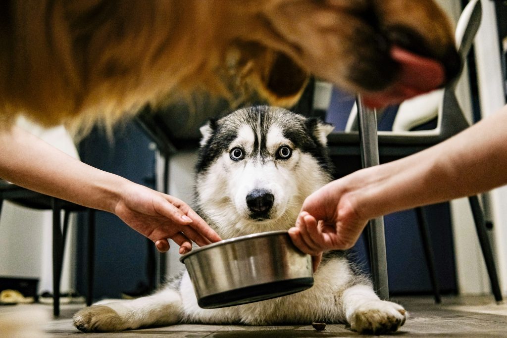 a dog being fed by a person's hand
