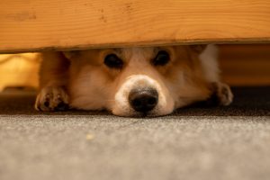 dog hiding under furniture - safety tips for pets during fireworks