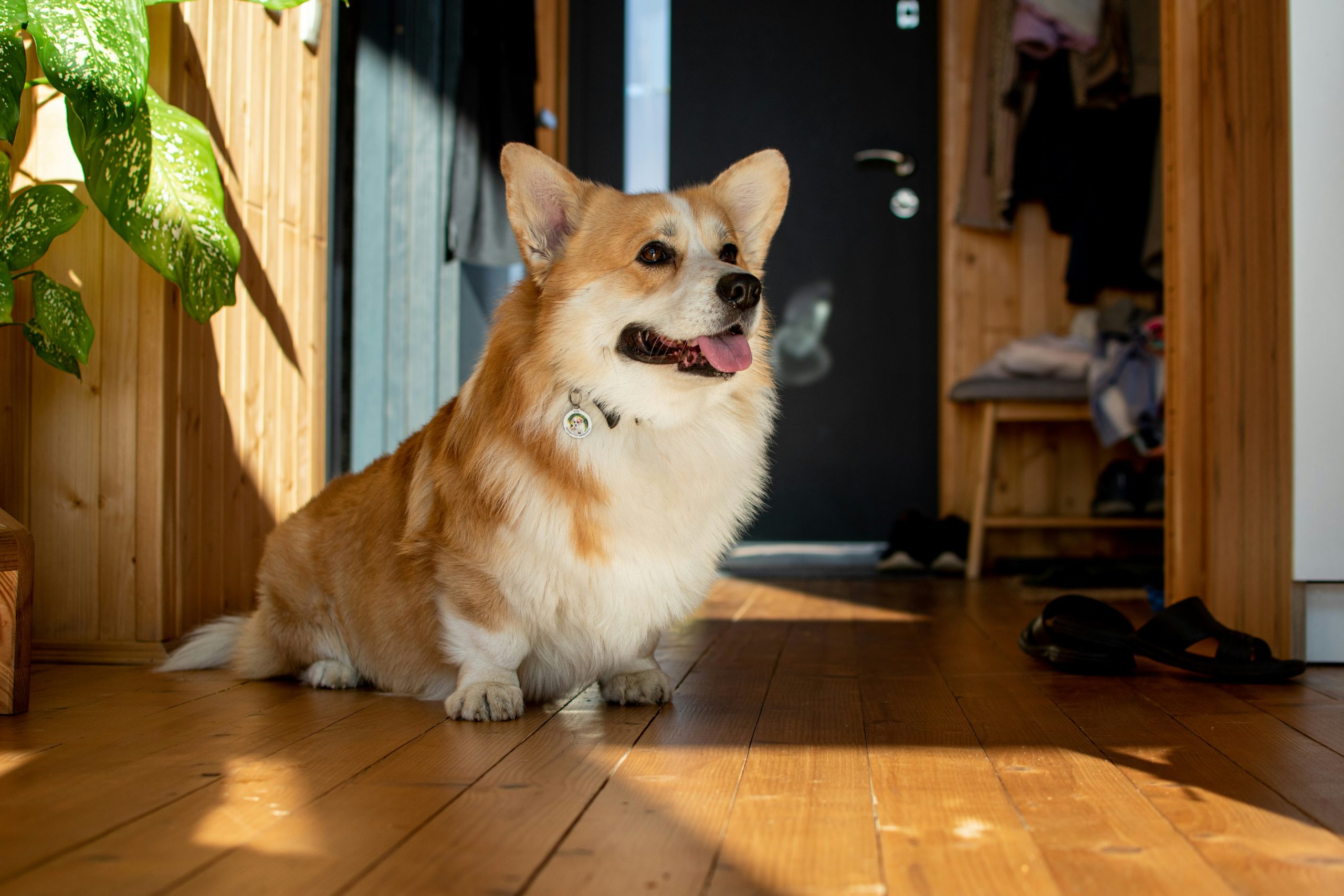 a corgi sitting on a wooden floor