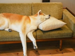 Tiered dog sleeping on couch