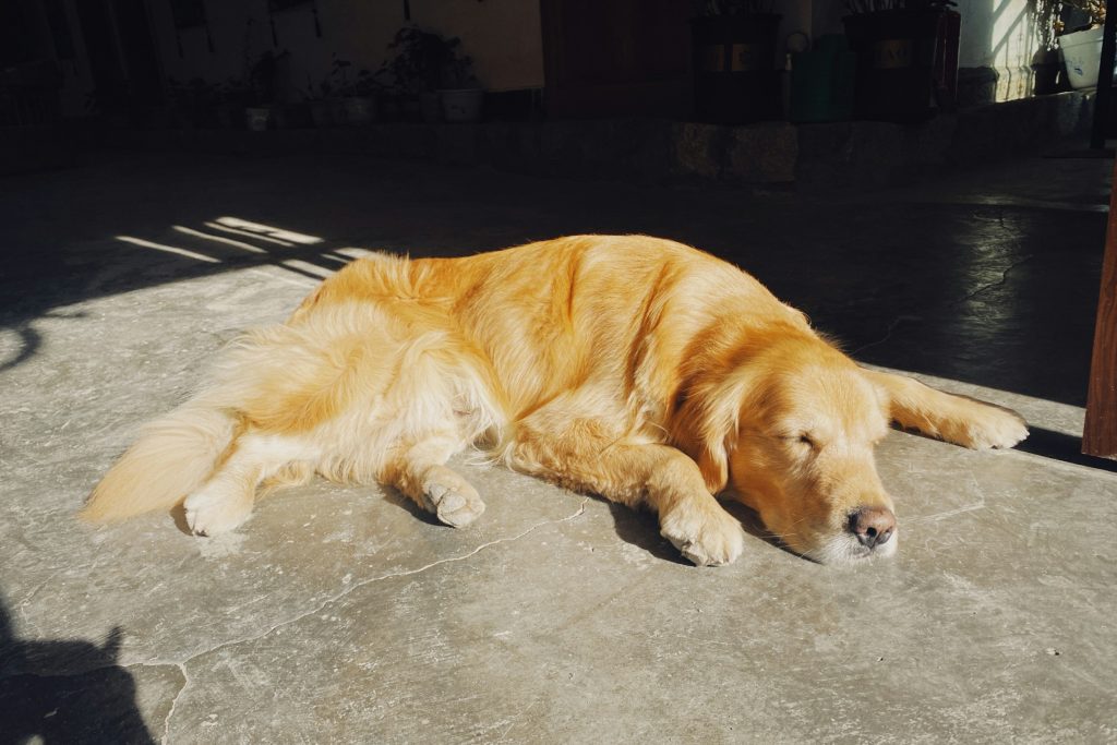 a golden retriever laying down in the sun