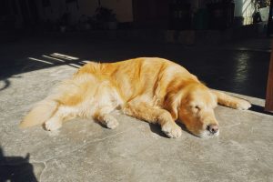 a golden retriever laying down in the sun