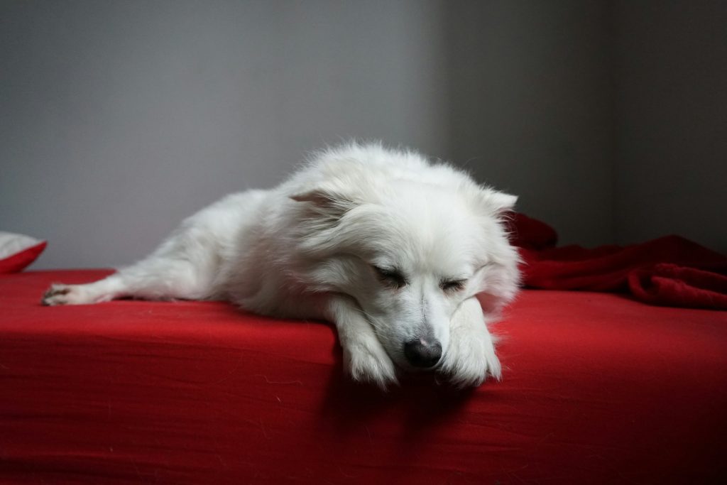 white dog sleeping on bed - stop dog from barking when alone