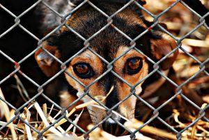 dog behind fence - rescue dog apartment tips