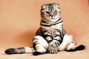 a cat sitting awkwardly - afford emergency pet costs