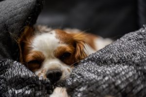 small dog laying down - low maintenance dog breeds