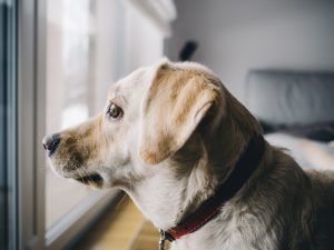 dog looking outside - leaving dog home while at work