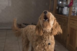 doodle barking - soundproof apartment dog barking
