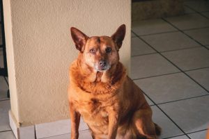 overweight dog - overweight dogs