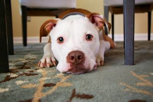 dog laying on area rug - 333 rule for pets
