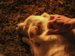 owner petting dog - dog anxiety at night