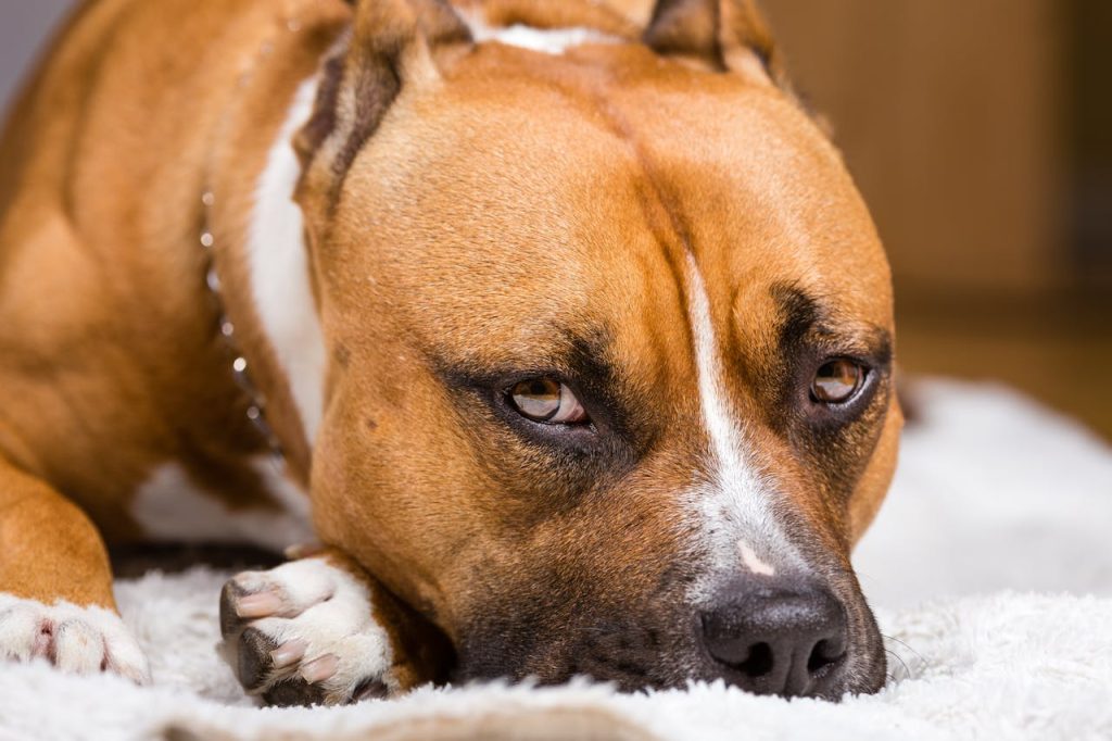 Adult Brown and White Pitbull - how to stop dog from resource guarding
