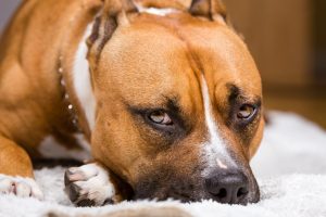 Adult Brown and White Pitbull - how to stop dog from resource guarding