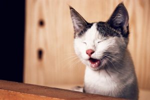 Close-up Photo of Cat with its Eyes Closed - cat throwing up hairballs