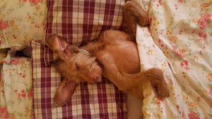 Adorable Dog Sleeping Cozy in Bed - Exercises for Hyper Dogs in Apartments