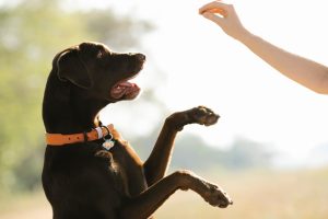 a dog in the middle of training - clicker training for pets