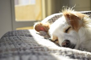 Closeup Photography of Adult Short-coated Tan and White Dog Sleeping on Gray Textile at Daytime - dog crate alternatives for apartments